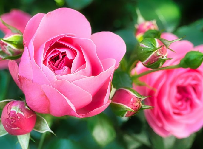 Wallpaper Rose, pink, flower, 5K, Nature 880696923
